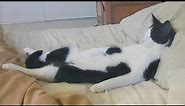 If It fits I sleep 😺 Funny Cats Sleeping In Weirdest Positions Ever 2022