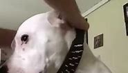 Massive Mastiffs Spiked Studded Handmade Dog Collars