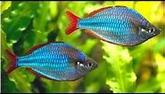 Dwarf Neon Rainbowfish Care and Feeding