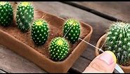 How to Extract Cactus Spines Safely: Tips for Removal
