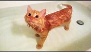 Cats in Bathtub (NEW) (HD) [Funny Pets]