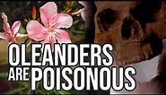 Poisonous Oleanders - What You Need To Know