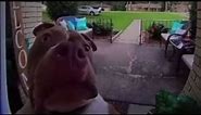 SUS Ring-doorbell Dog MEME