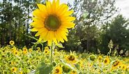 How To Grow And Care For Sunflowers