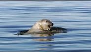 Swimming Great Male Polar Bear | Planet Earth | BBC Earth