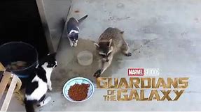 Racoon Guardians of The Galaxy Meme