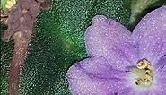 SHIMMERING Shiny Purple AFRICAN VIOLET Plant FLOWERS & a Seed Pod
