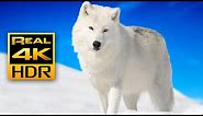 Majestic Winter Wildlife in 4K HDR 🐺❄️Arctic Wolves, Foxes and More | Relax Music 4K TV Screensaver