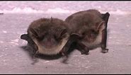 The Greater Mouse-eared Bat - The British Mammal Guide