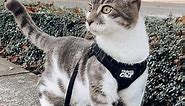 "The True Adventurer" Reflective Cat & Kitten Harness and Leash