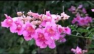 Beautiful Flower - Podranea Ricasoliana - Pink Trumpet Vine - Port St Johns Creeper