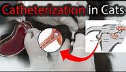 Urethral Catheterization Procedure in Male Cat having Urinary Retention | Feline | How to
