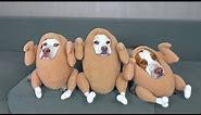 Funniest Dog Halloween Costumes Compilation: Funny Dogs Maymo, Potpie & Penny Trick-orTreat Bonanza