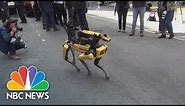 Crime-fighting robot dog joins NYPD