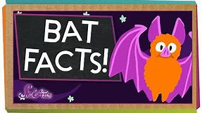 3 Fun Facts About Bats! | SciShow Kids