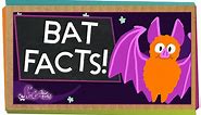 3 Fun Facts About Bats! | SciShow Kids
