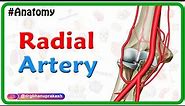 Radial artery Anatomy Animation : Course, Branches, Clinical aspects - Usmle review