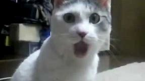 Cat Opens Mouth in Shock =O=
