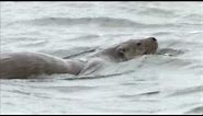 Scotland's Big 5 - European Otter