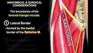 Anatomy Of The Sartorius Muscle - Everything You Need To Know - Dr. Nabil Ebraheim