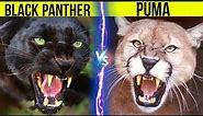 Black Panther vs Puma - Who Will Win | Facts And Information About Black Panther And Puma ( Cougar )