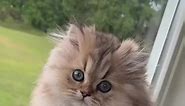 Discover the Persian Cat 🐈 a very cute pet that is feline royalty 👑😍 #persiancat #persiankitten