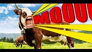 Funny talking cows video | Moo