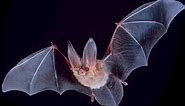 Secrets and Mysteries of Bats - Nature Documentary