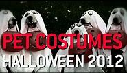 Dog and Cat Halloween Costumes Compilation | What's Trending