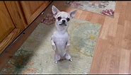 Luna, the Cute Chihuahua Dancing Salsa & Flamenco and Pet Fashion Model and Social Media Sensation