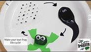 Make your own Frog Life-cycle Model