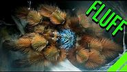 10 FLUFFY Tarantulas YOU HAVE To See To BELIEVE!
