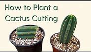 How to Plant a Cactus Cutting 101