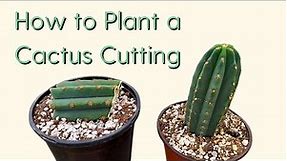 How to Plant a Cactus Cutting 101