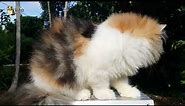 Kucing Parsi Malaysia | Kucing Parsi Paling Comel | Kucing Parsi | Persian Cat Food | Persian Kitten