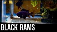 How To Breed BLACK RAMS