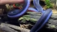 Blue Coral Snake 🐍 One Of The Most Beautiful Snakes In The World #shorts #coralsnake #snake