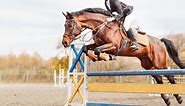 11 Best Horse Breeds for Jumping Big and Clear - Horse Rookie