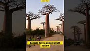 The Largest Baobab Tree in the World with Numerous Benefits!