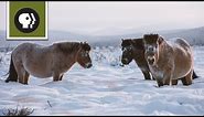 Freezing Temps Are No Problem For Arctic Horses