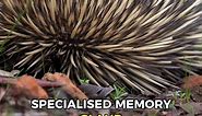 Echidna: Fascinating Creatures of the Australian Wilderness