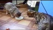 cat drinking milk sharing - 2 cats drinking milk by sharing with each other