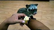 A Baby Civet Cat In Our Home