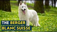 Berger Blanc Suisse: Your Guide to This Snowy White Cousin of The German Shepherd!