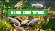 FISH WITH NO EYES?!? Blind Cave Tetras!!
