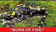 The most fascinating salamander in the world! Europe's FIRE SALAMANDER!