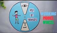 My 5 senses | sense organs working model project | human sense organs model | sense organs tlm