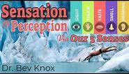 Psychology of Sensation & Perception Explained via Our 5 Senses