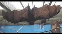HUGE African Fruit Bat does NOT like camera