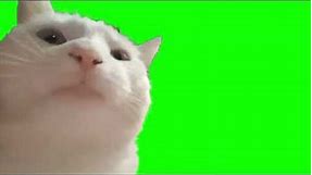 Cat Vibing meme GreenScreen